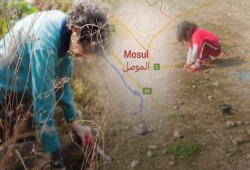 سكان الموصل يواصلون تناول "الحشائش"