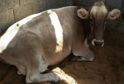 انتشار مرض "الجلد العقدي" بين الماشية ببني سويف