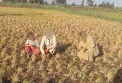 الفساد وغياب الرقابة يحاصران "زراعة الأرز" بالبحيرة.. والفلاحون: بيوتنا هتتخرب