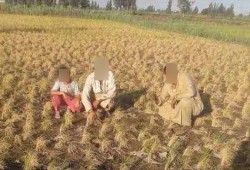 الفساد وغياب الرقابة يحاصران "زراعة الأرز" بالبحيرة.. والفلاحون: بيوتنا هتتخرب