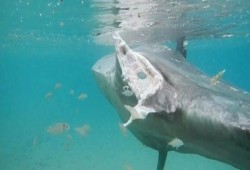 مصر تعلن نفوق سمكة الشمس النادرة عالمياً