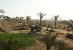 وبكرة تشوفوا مصر.. مافيا تسطو على 11 ألف فدان بأسوان