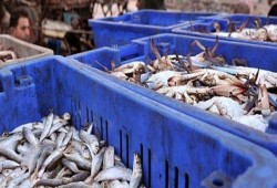 السعودية ترفض استلام 19 طن سمك منتهي الصلاحية من شبه الدولة