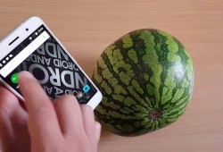 شاهد : تطبيق على هاتفك تميز من خلاله البطيخ الأحمر عن غيره