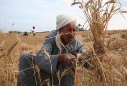 معاناة كبيرة للمزارعين في موسم القمح وخسائر فادحة