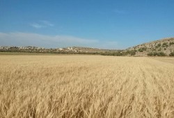 قوات الأسد تستهدف المحاصيل الزراعية شمال حمص لإحراقها وإتلافها