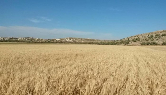 قوات الأسد تستهدف المحاصيل الزراعية شمال حمص لإحراقها وإتلافها