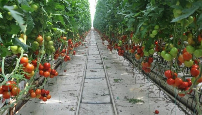 تركيا تصدر طماطم زرعت في قشور جوز الهند وبدون تربة