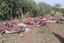 المنوفية : العثور على كميات كبيرة من "الحمير المذبوحة"