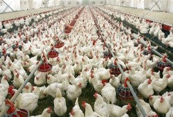 هياكل الدواجن ترتفع لـ 18 جنيها للكيلو بالأسواق