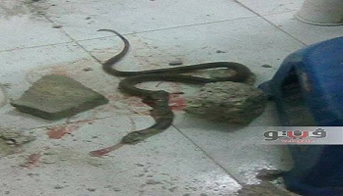 إهمال الانقلاب.. ثعبان ضخم داخل "بنك الدم" بالمنيا