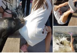 بالفيديو.. أسد بحر يحاول التهام طفلة أمام والديها