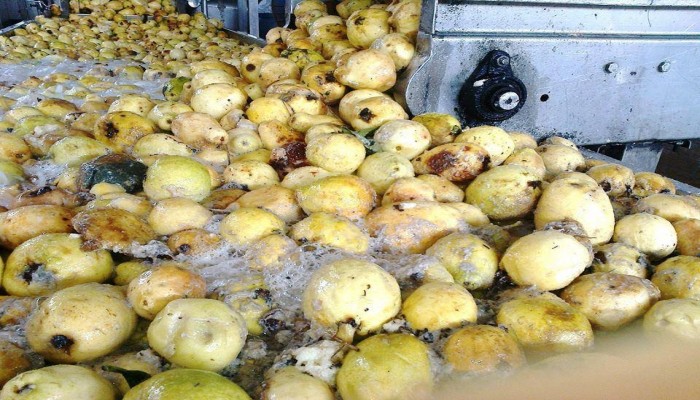 خبيرة سموم تحذر من تناول الفاكهة الموجودة بالأسواق