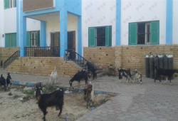 قطيع من الأغنام يتجول داخل مستشفى الصدر بالوادي الجديد