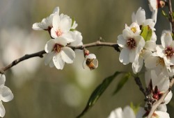 علماء: النباتات تسمع صوت الماء