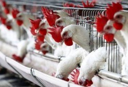 الدواجن تواصل ارتفاعها بالأسواق.. تعرف على الأسعار