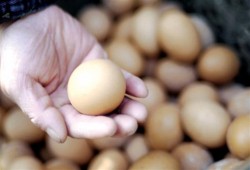 بعد أول أسبوع من رمضان ..سعر كرتونة البيض يصل لـ 45 جنيها بالأسواق