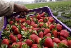 مبيدات الانقلاب تمنع تصدير الفراولة المصرية للسعودية