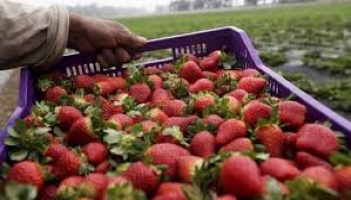 مبيدات الانقلاب تمنع تصدير الفراولة المصرية للسعودية