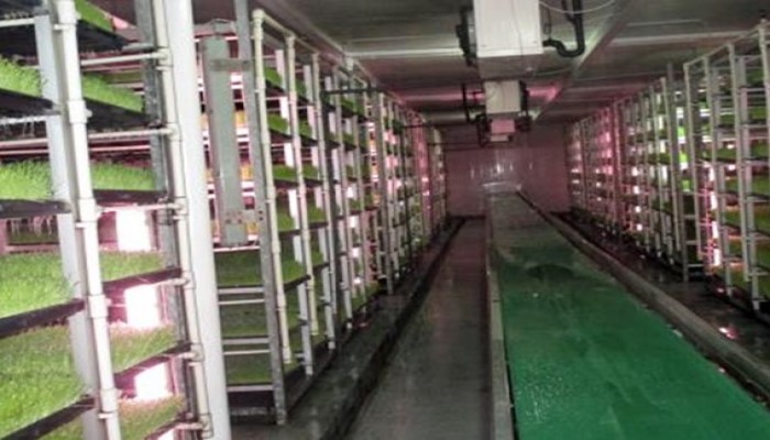 قطر تتجه للاكتفاء الذاتي من الألبان