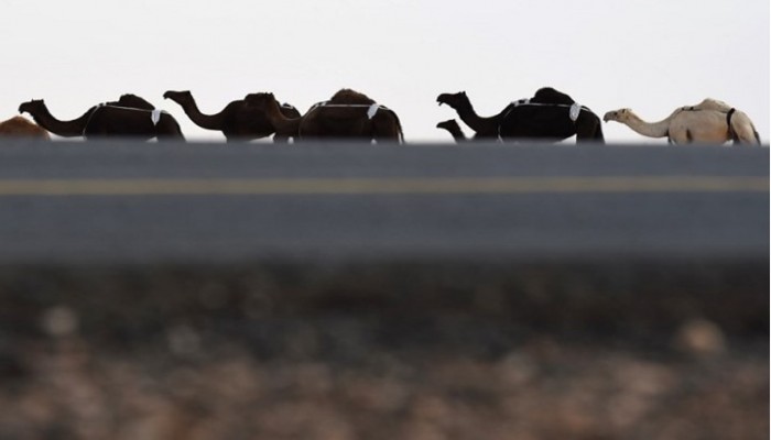 آلاف الإبل تعبر حدود السعودية إلى قطر بعد القطيعة الخليجية
