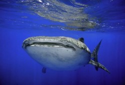 "يديعوت أحرونوت": "قرش" طوله 6 أمتار يغادر شواطئ إيلات متوجها إلى مصر!