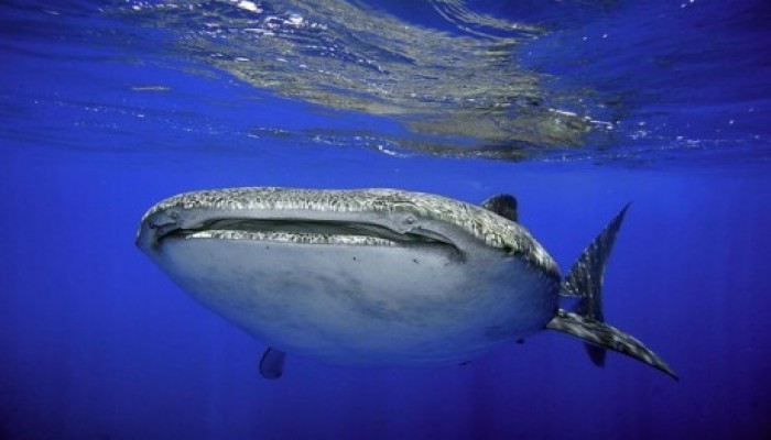 "يديعوت أحرونوت": "قرش" طوله 6 أمتار يغادر شواطئ إيلات متوجها إلى مصر!