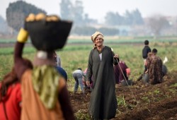 ارتفاع أعداد الدول الرافضة للمنتجات الزراعية المصرية