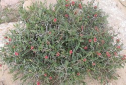 نبتة ذكرها عالم أندلسي قبل 8 قرون ستهزم السكري