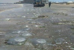 تفريعة السيسي تتسبب في غزو قناديل البحر للساحل الشمالي.. تابع التفاصيل