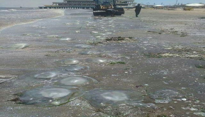 تفريعة السيسي تتسبب في غزو قناديل البحر للساحل الشمالي.. تابع التفاصيل