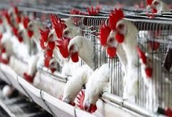 زيادة 30% في أسعار الدواجن عقب رفع قيمة المنتجات البترولية