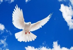 قطر تتصدر ترتيب الدول العربية على مؤشر السلام العالمي 2017