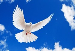 قطر تتصدر ترتيب الدول العربية على مؤشر السلام العالمي 2017
