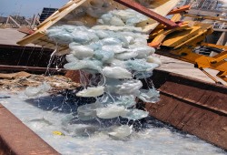 قناديل البحر تهاجم محطة لتوليد الكهرباء في دولة الاحتلال