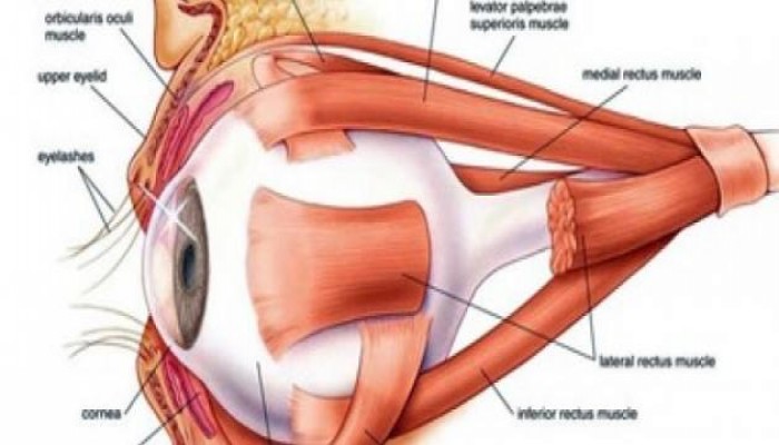 تعرف على أعراض وأسباب التهاب العصب البصرى