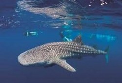 وزير البيئة بحكومة الانقلاب يعلن ظهور القرش الحوتي «بهلول» في مياه البحر الأحمر