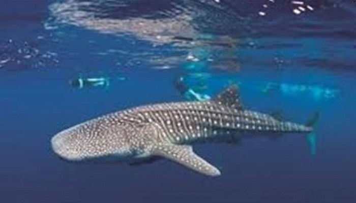 وزير البيئة بحكومة الانقلاب يعلن ظهور القرش الحوتي «بهلول» في مياه البحر الأحمر