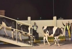 أبقار الفريزيان وصلت إلى قطر: باي باي مراعي "السعودية"