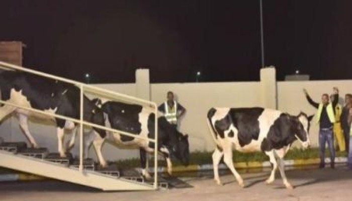 أبقار الفريزيان وصلت إلى قطر: باي باي مراعي "السعودية"