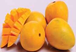 في موسمها..تعرف على فوائد المانجو