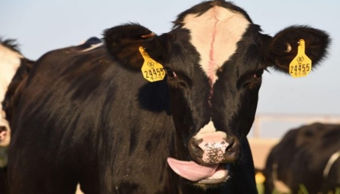 خلفان يستعين بأبقار "فوكوشيما" لفبركة خبر عن قطر