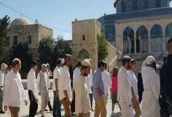 137 مستوطنًا يقتحمون الأقصى