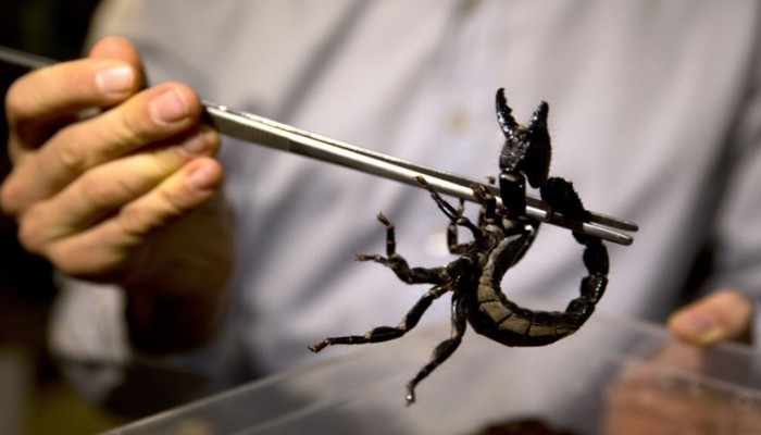 باحثون مغاربة يطورون آلة لاستخلاص سم العقارب بأمان