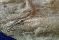 ومن الخبز ما قتل.. احترس الرغيف فيه برص قاتل