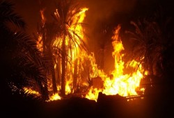 تفحم 130 نخلة في حريقين منفصلين بالداخلة في الوادي الجديد