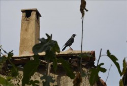 غراب يقتل رضيع بالإسكندرية