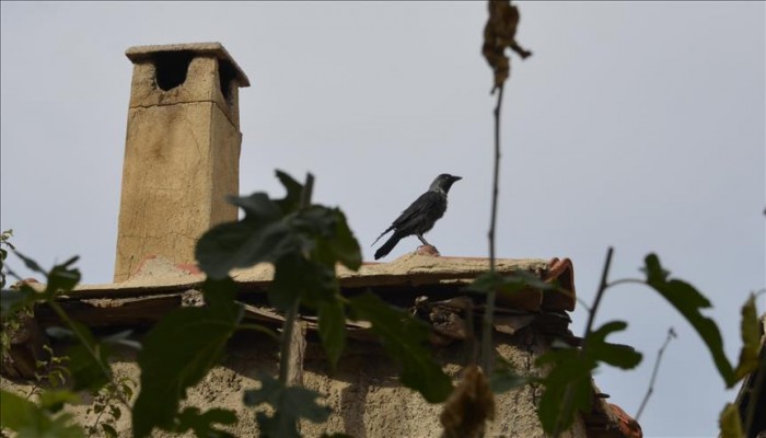 غراب يقتل رضيع بالإسكندرية