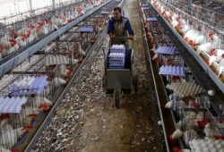 البيض الملوث ينتشر في أوروبا