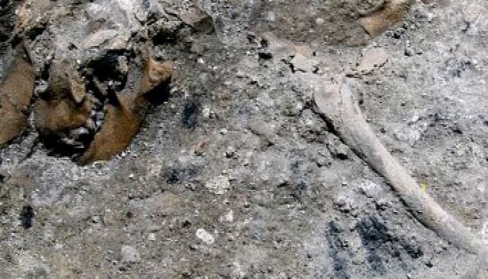 العثور على حفرية لجمجمة قرد ترجع إلى 13 مليون سنة